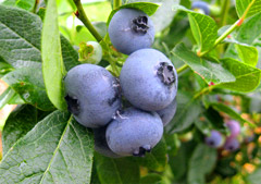 bleuet